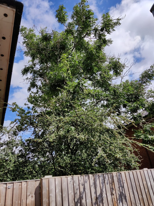 IMG_20200802_133138 stock