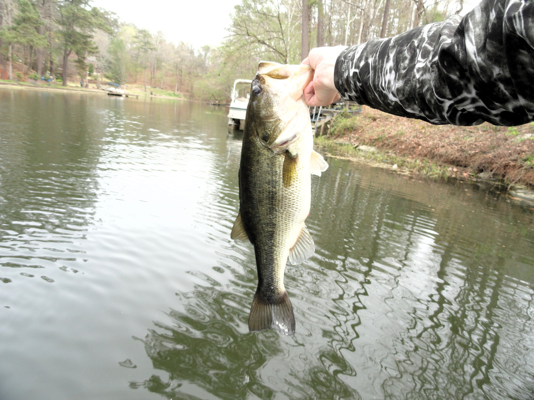 5lb-even-on-whacky-back-of-main-body-cre
