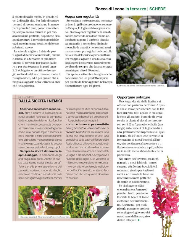 Il Mio Giar GIu-Lug 2022 (6)