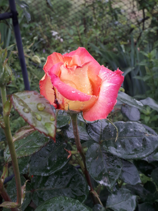 20190524_093218