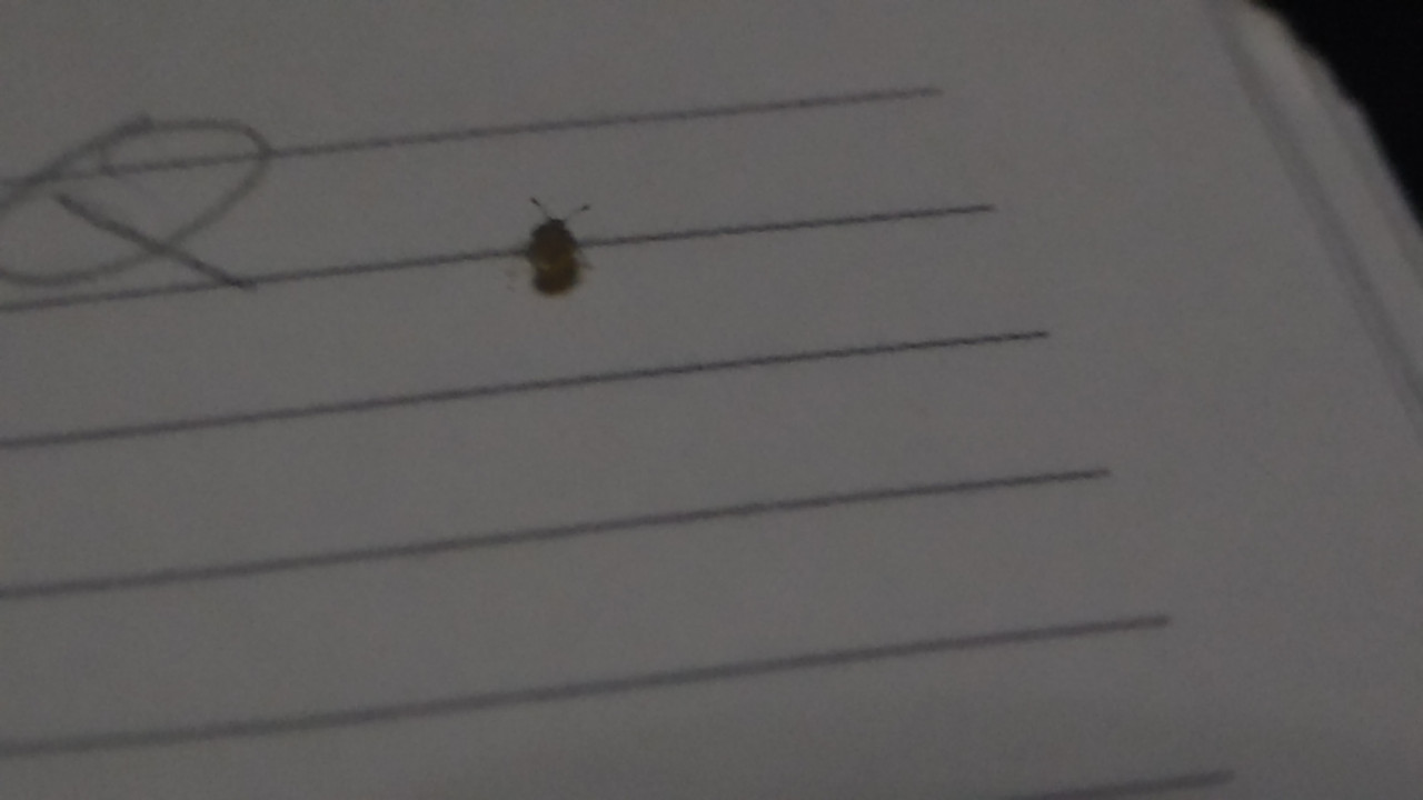 5.5.cool bugs V (notebug)