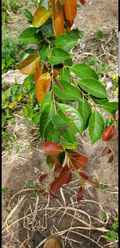 Screenshot_20250724-111150_WhatsApp