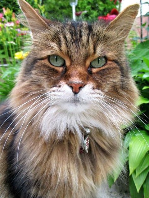 Cat-Mainecoon-A6a3248df3c65d.jpg