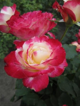 IMG_2576