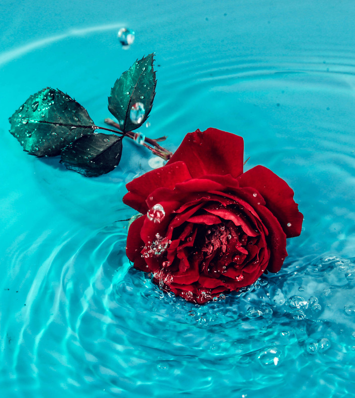 flower-rose-water.jpg