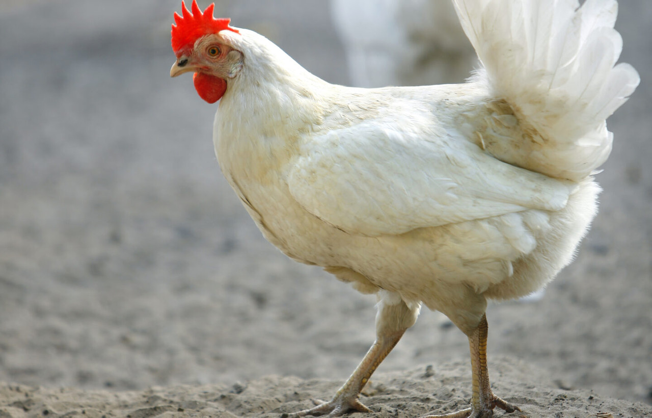 poultry-blog-growing-meat-chickens-at-home-820x525-1440x922.jpg