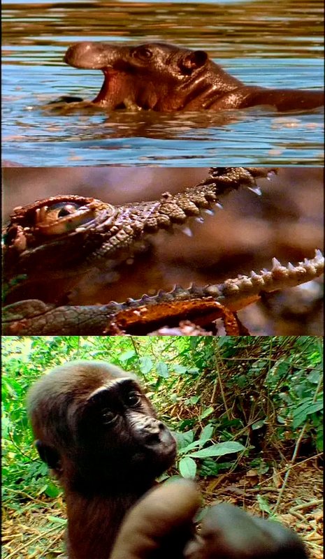 documental bebe de hipopotamo cachorro cria nat geo