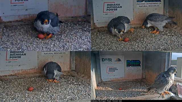 Fort Wayne falcon cam - Pagina 2 Przechwytywanie-w-trybie-pe-noekranowym-13-03-2023-183333