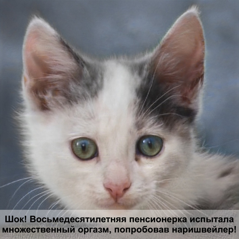 кошка британка окрас черепаха