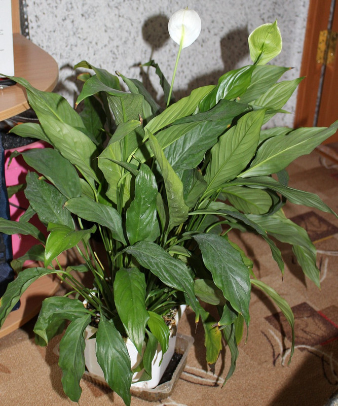 Спатифиллум