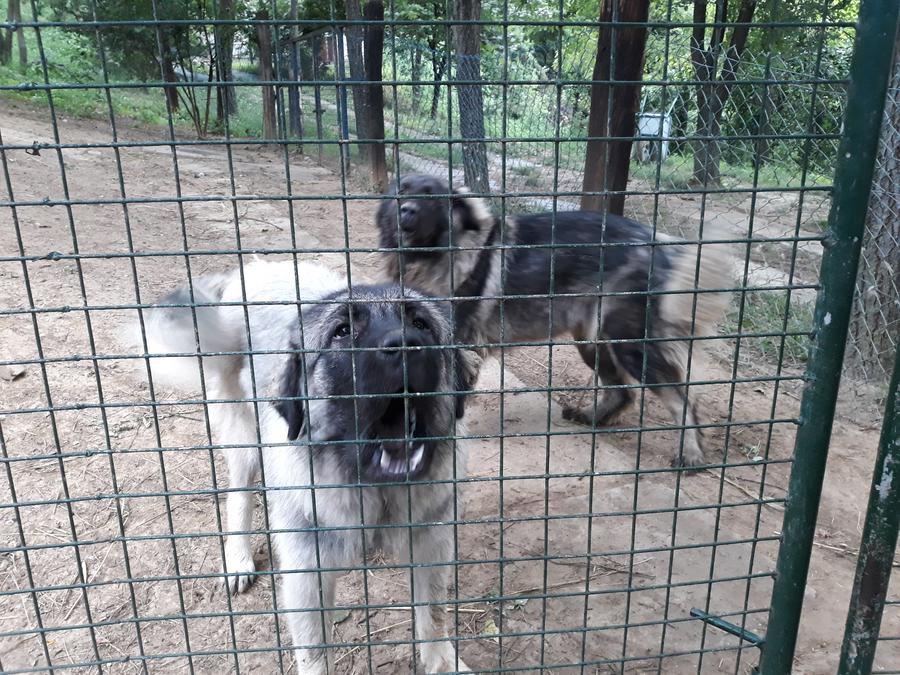 Slika
