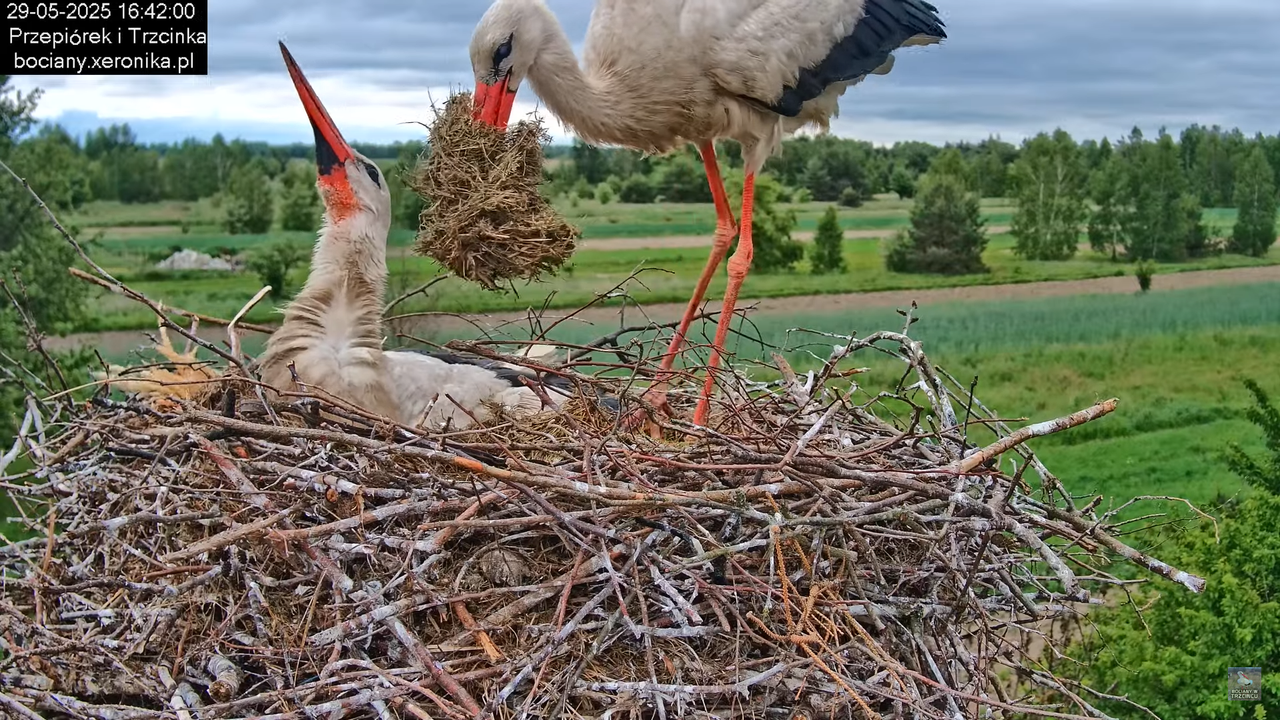 29052025bociany25