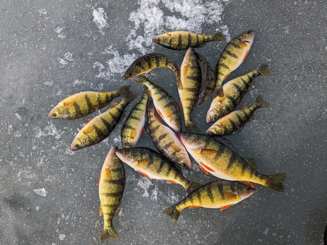 Friday catch at chip 02-09-24