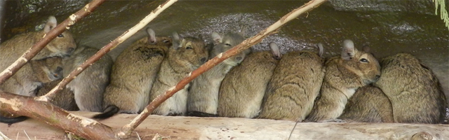 degu_all_in_a_row_by_larewenevenstar-d97x40v (1)