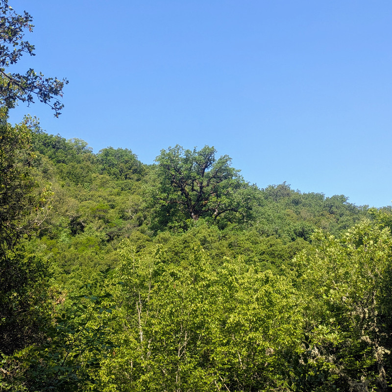 A large tree surrounded by a forest