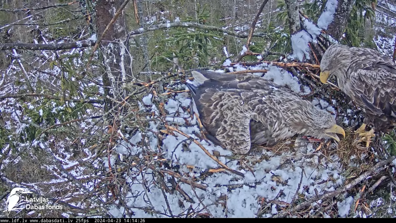 Jūras ērgļi (Haliaeetus albicilla) Ķemeru nacionālais parks - LDF tiešraide 15-36-47 screenshot