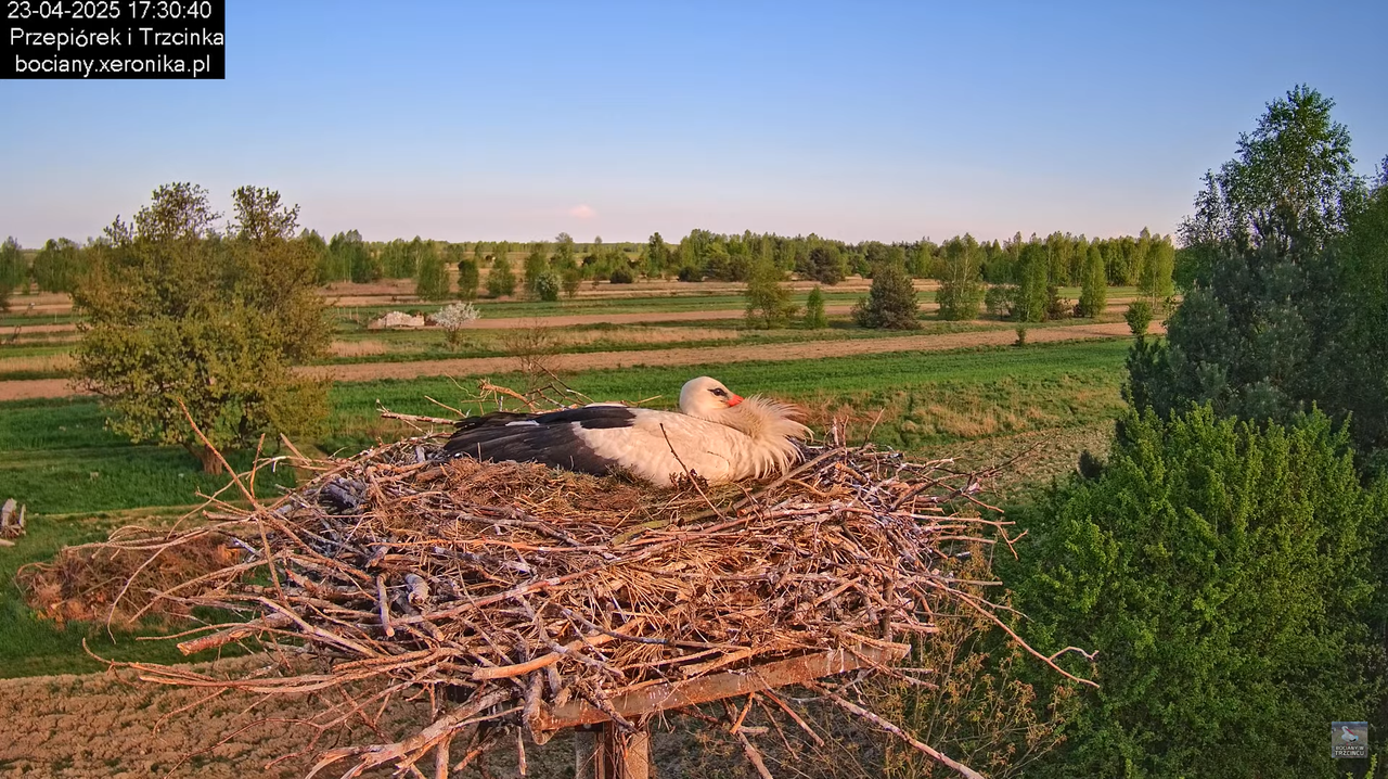 23042025bociany12