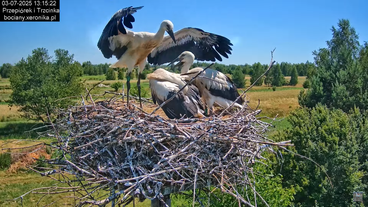 03072025bociany35
