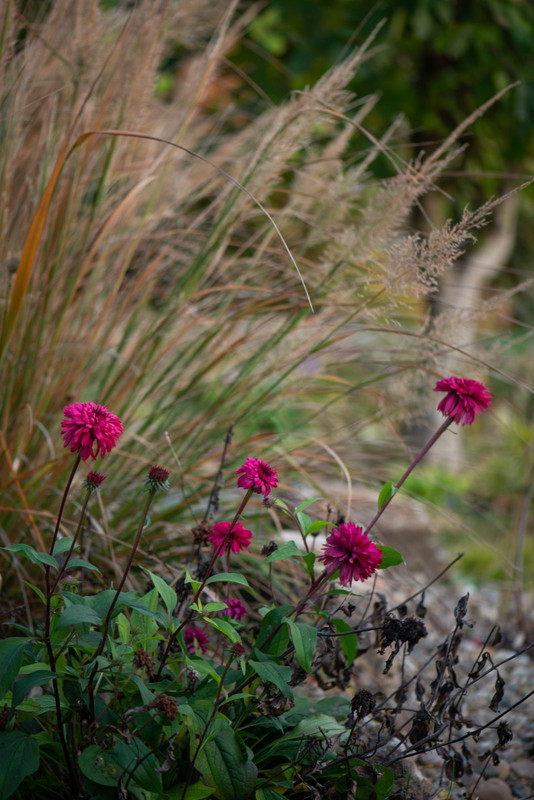 IMG-baa14331f19e272c45d8e3c23bca74d7-V