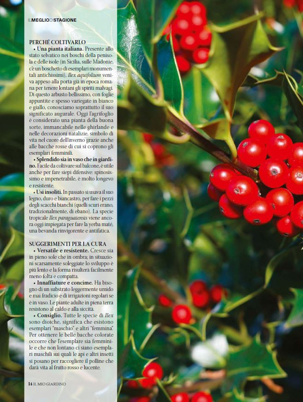 Il Mio Giar Dic 2024-Gen 2025 (3)