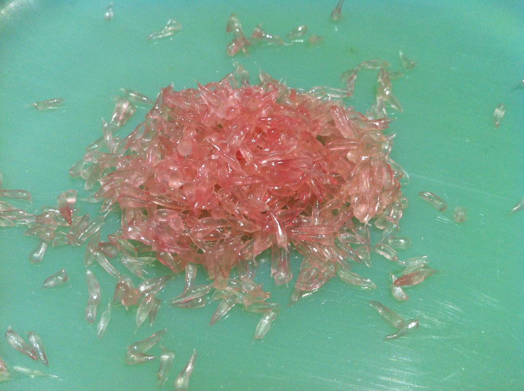 UNADJUSTEDNONRAW_thumb_5a55