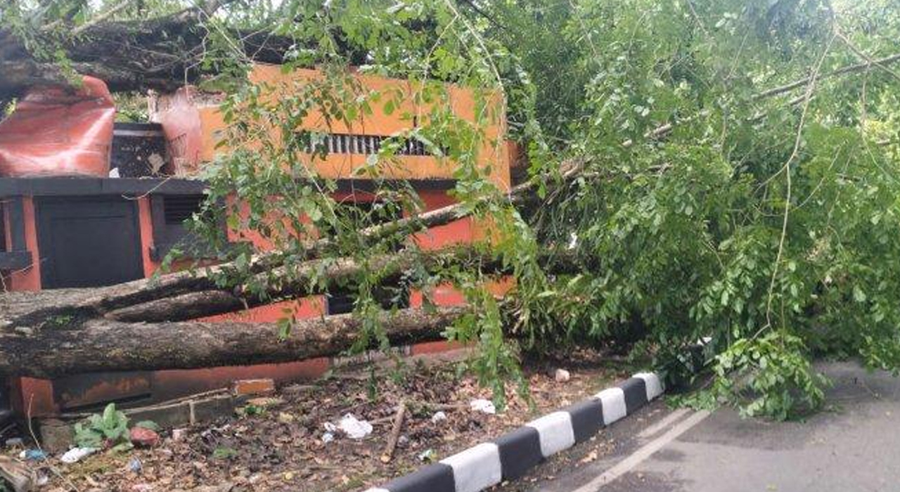 Insiden Pohon Tumbang di Jalan Sudirman Medan, Timpa Kantor Pos!