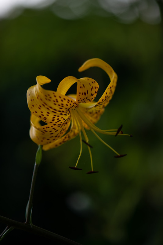 IMG-57f67ecb6a8951c2a70898916d63a9f4-V