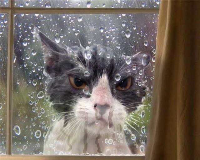 these_funny_animals_1319_640_02_zpsbb0569a6
