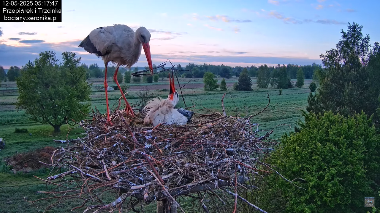 12052025bociany4