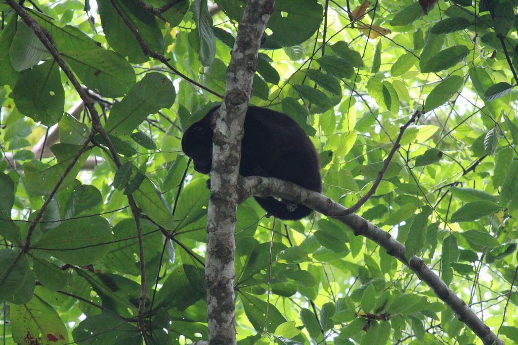 DÍA 5: PARQUE NACIONAL CAHUITA - DE TORTUGAS Y PEREZOSOS. COSTA RICA 2019 (8)