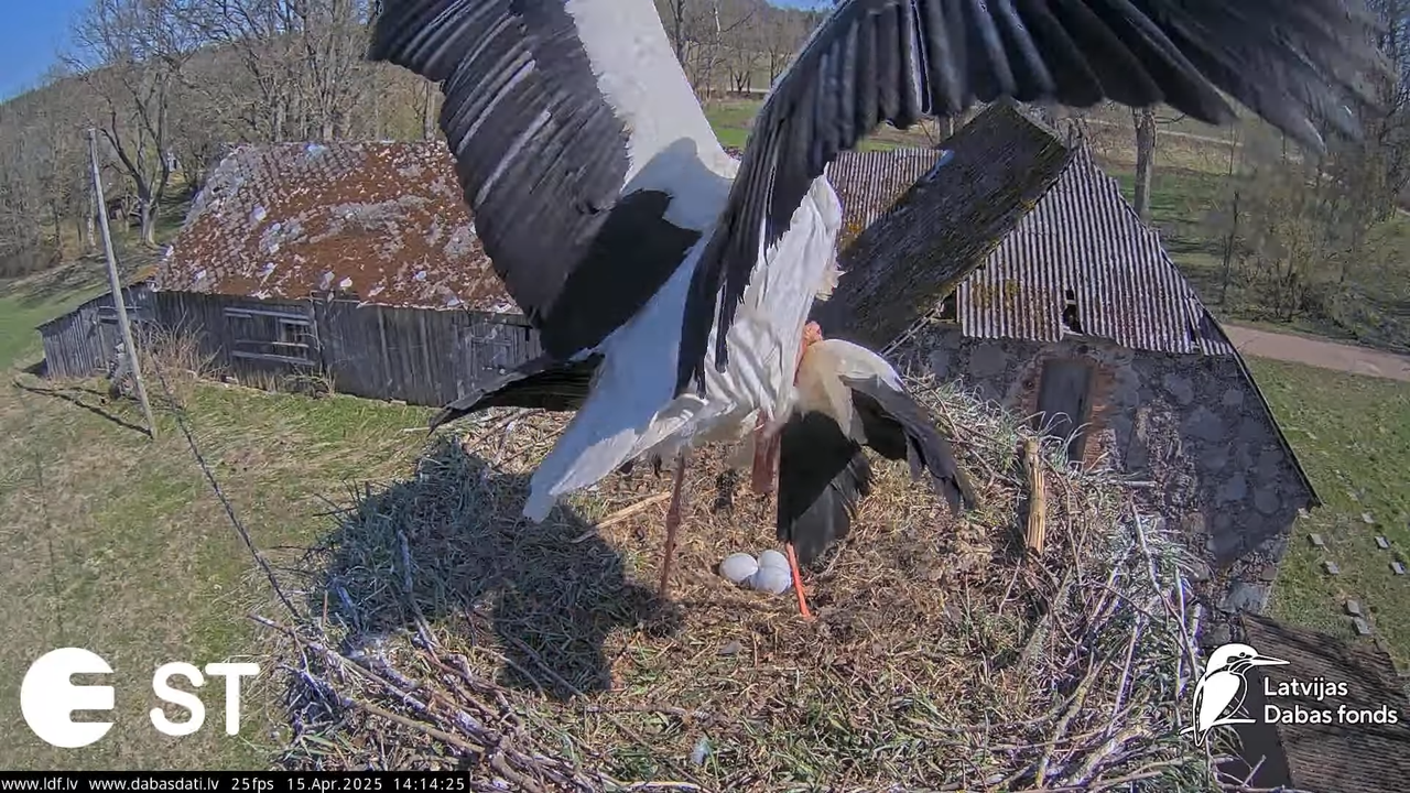 (15) Baltie stārķi (Ciconia ciconia) Tukuma novadā __ White storks in Tukums, Latvia - YouTube - 500