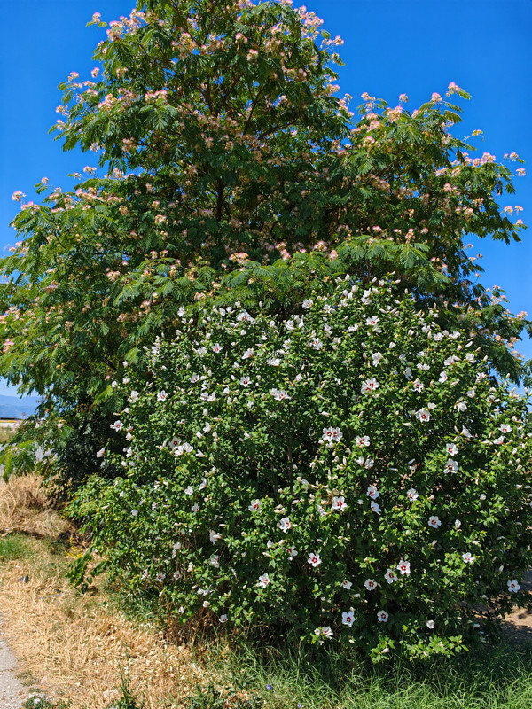 RUJA