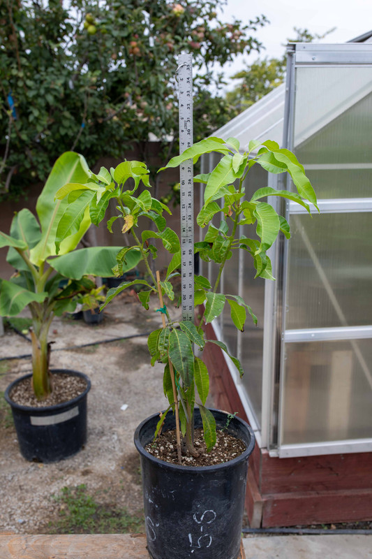 8U1A2671  Pina Colada Mango Seedling Tree #2, SV (8-20-2022)