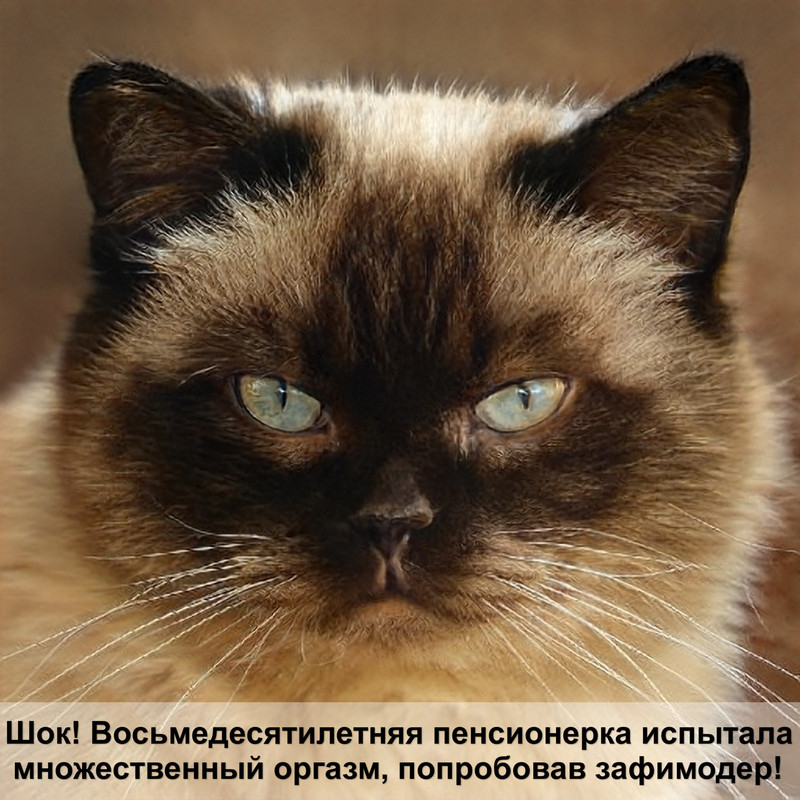 виды наполнителей для кошек