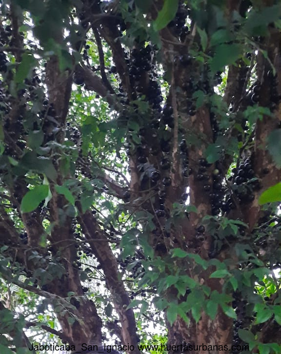 Huertasurbanas_com-cc120f22-ae29-4e78-bc81-99810fe66970.jpeg-20211003_164956Jaboticaba_San_Ignacio