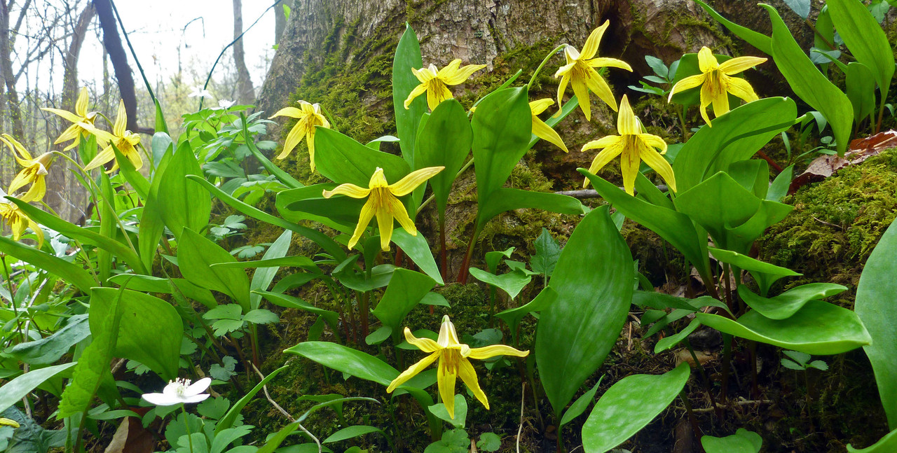 2021-04-28 N 4 - trout lily
