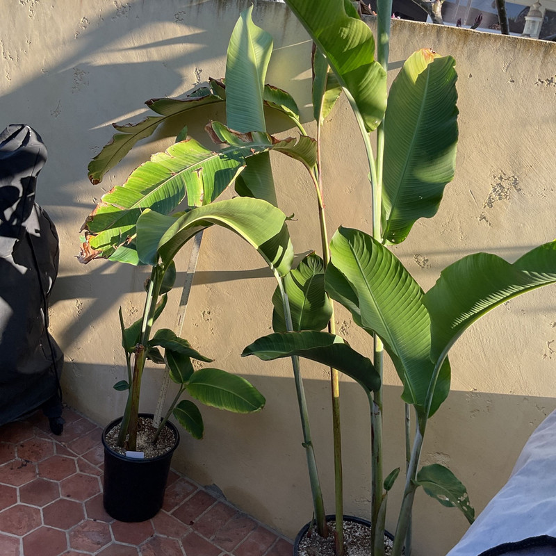 0952162eb750479ab6a039a76c6dfbda