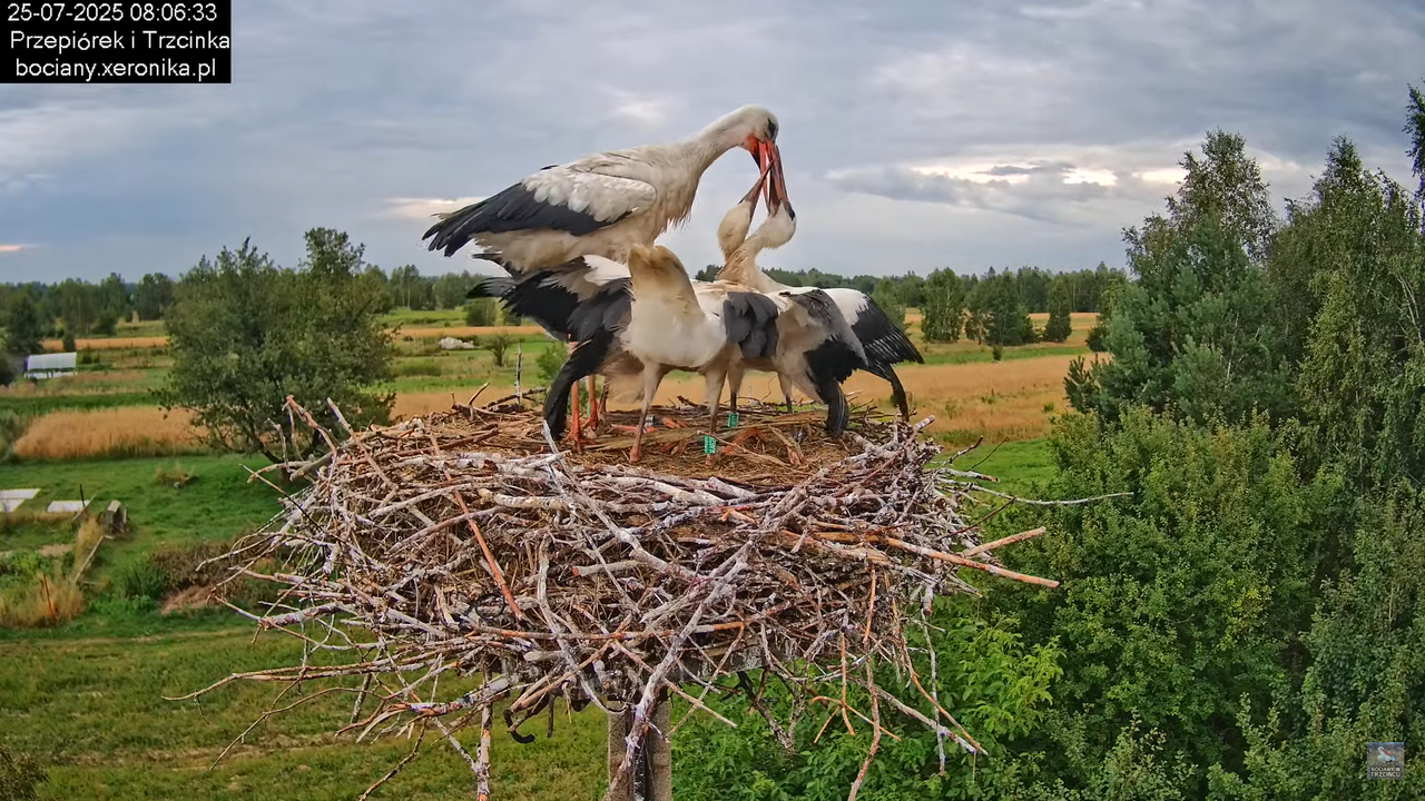 25072025bociany26