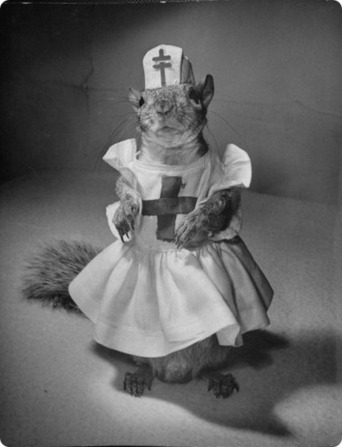 09squirrels_thumb