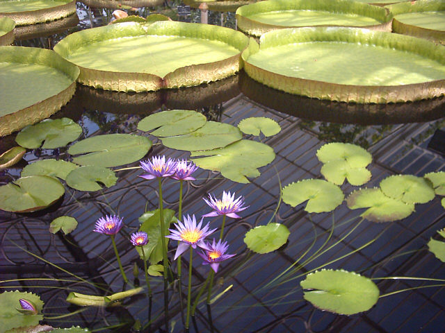 160604-kew-gardens-waterlily-house-3-640x480.jpg