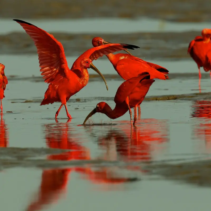 01-og-scarlet-ibis-nationalgeographic_2329888_square