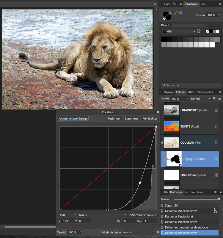 lion3