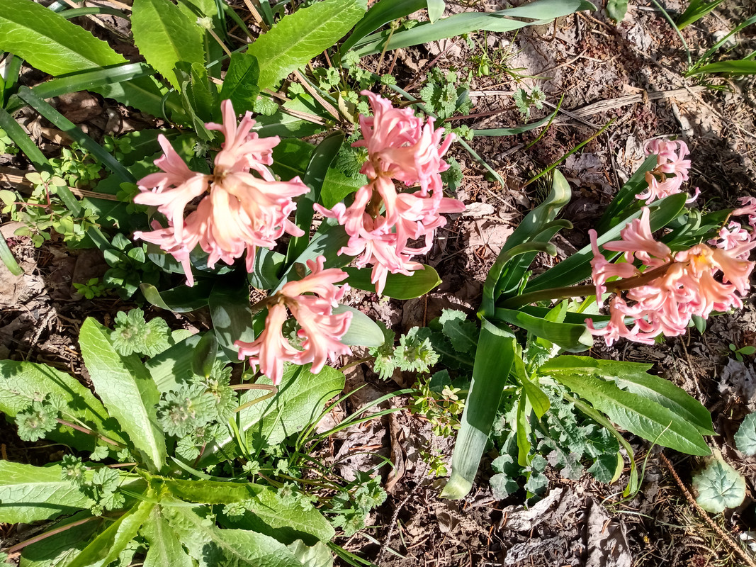 IMG_20200328_122441617_HDR