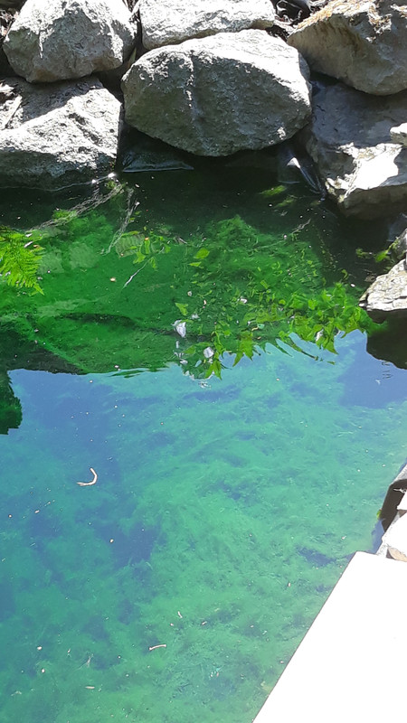 Green slimy algae problem Water Quality Forum Pond Life