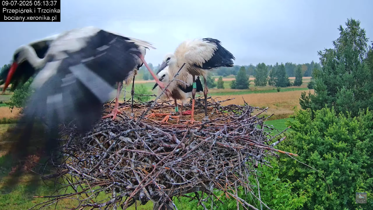 09072025bociany11