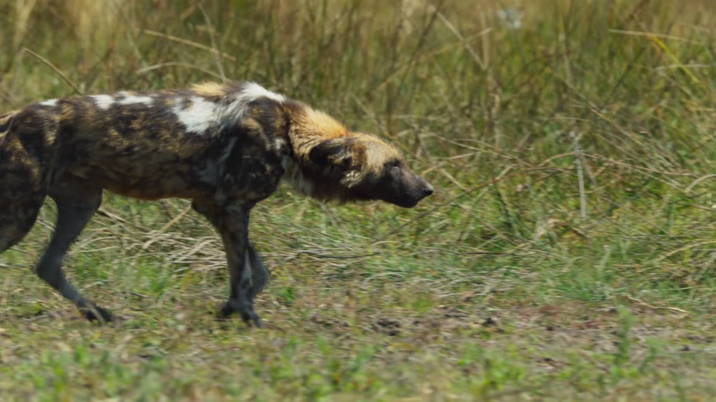 [Image: k6k10icgn6vf.png]