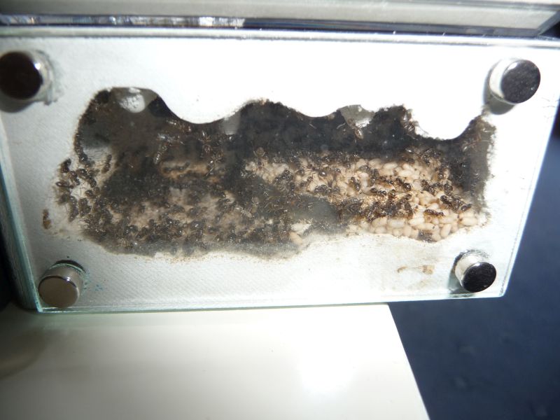 2206-Lasius1.jpg