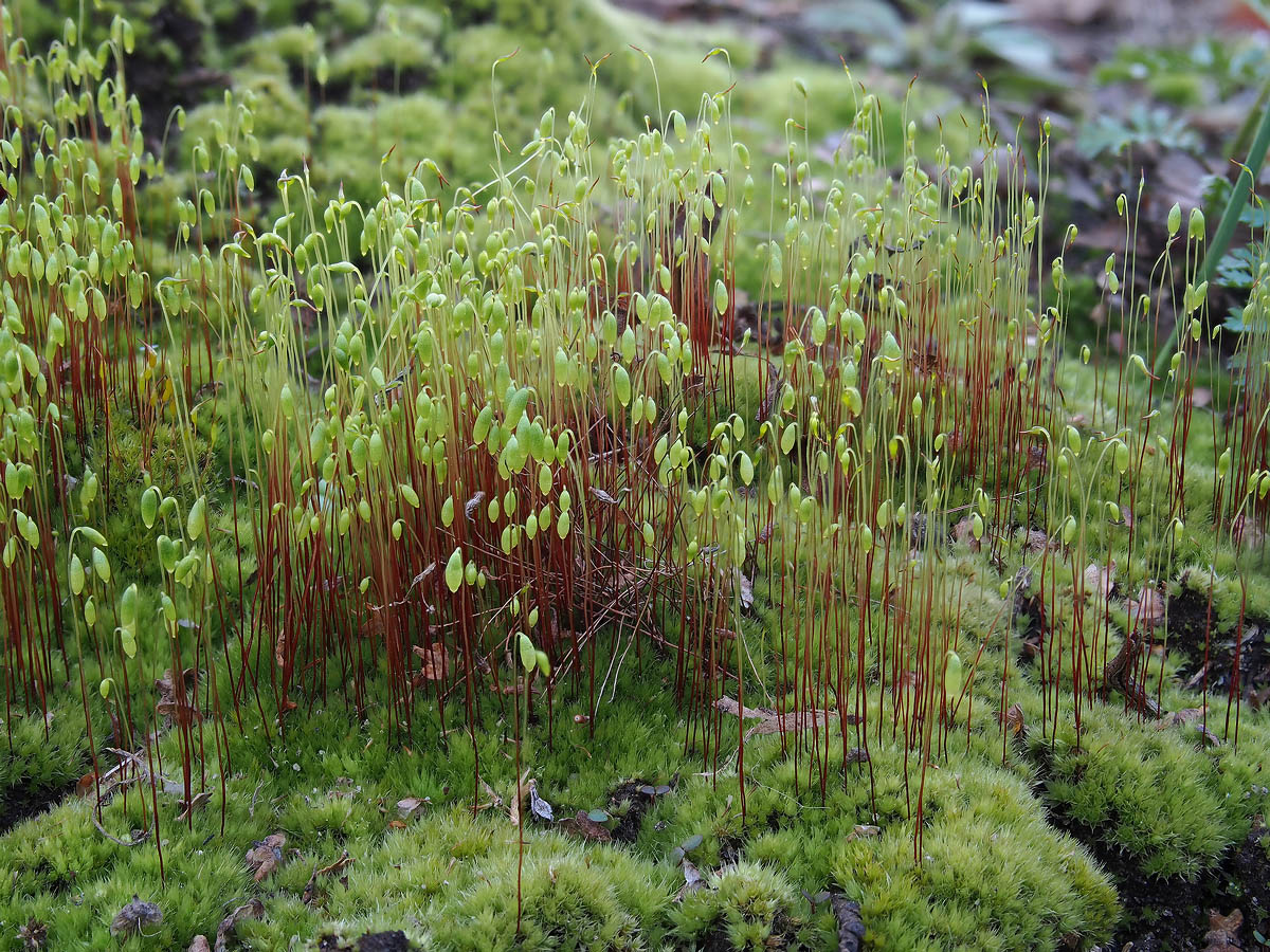 Funaria hygrometrica 1 SAE 20230414 — Postimages