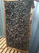 photo_2020-06-16_07-17-11