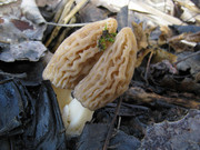 Morchella-eximioides-1-UIA-20210322.jpg